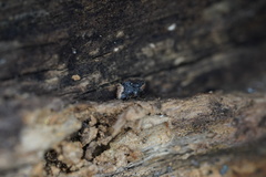 Exithius loculiferus