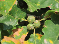 Andricus infectorius