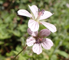 Geranium ornithopodon