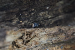 Exithius loculiferus