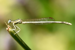 Platycnemis dealbata