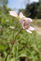Geranium ornithopodon