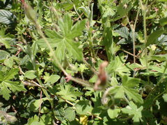 Geranium ornithopodon