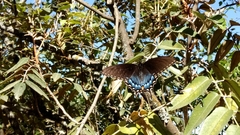 Papilio alexiares