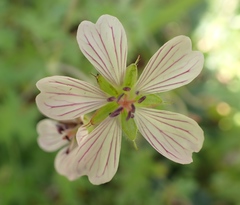 Geranium ornithopodon