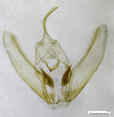 Mnesampela lenaea