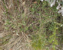 Aspalathus hispida albiflora