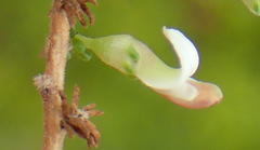 Aspalathus hispida albiflora