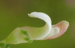 Aspalathus hispida albiflora