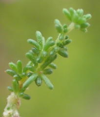 Aspalathus hispida albiflora