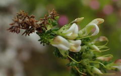 Aspalathus hispida albiflora