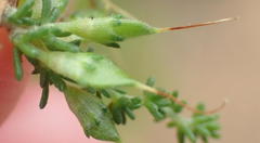 Aspalathus hispida albiflora
