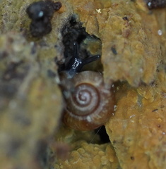 Gadoropa