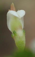 Aspalathus hispida albiflora