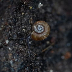 Gadoropa