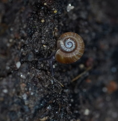 Gadoropa
