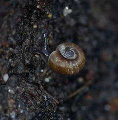 Gadoropa