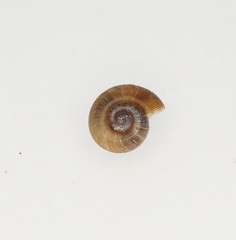 Gadoropa