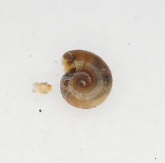 Gadoropa