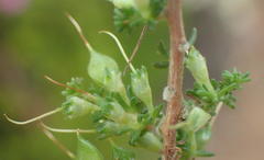 Aspalathus hispida albiflora