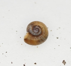 Gadoropa