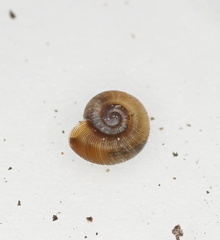 Gadoropa