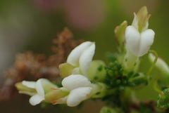 Aspalathus hispida albiflora