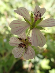 Geranium ornithopodon