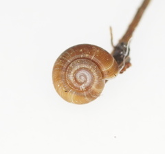 Gadoropa