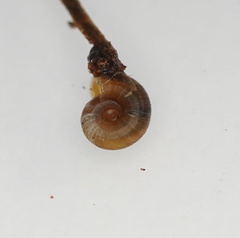 Gadoropa