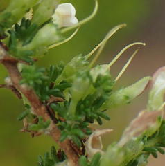 Aspalathus hispida albiflora