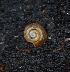 Gadoropa