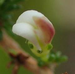 Aspalathus hispida albiflora