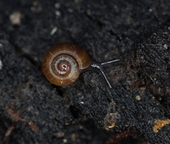 Gadoropa