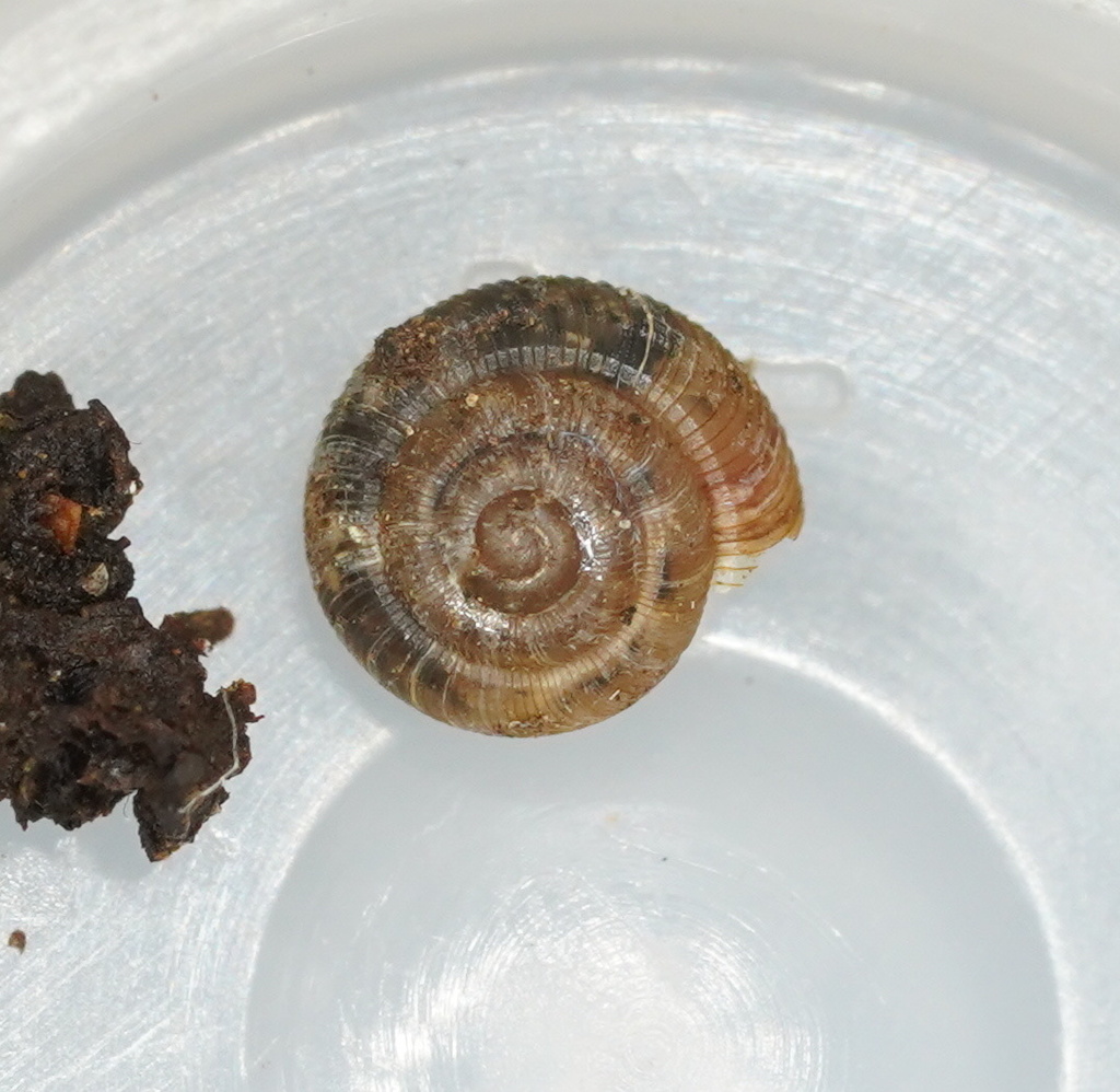 Archiropa architectonica