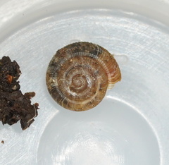 Archiropa architectonica