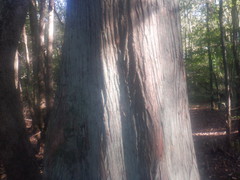 Taxodium distichum