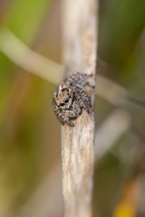 Maratus speciosus