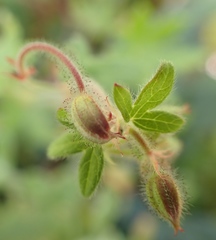 Geranium ornithopodon
