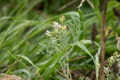 Fumaria parviflora