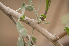 Psyllobora picta