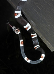 Rhinobothryum lentiginosum