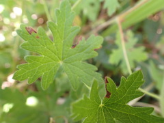 Geranium ornithopodon