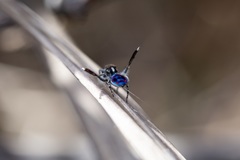 Maratus speciosus
