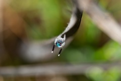 Maratus speciosus