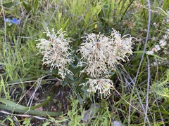 Grevillea pilulifera