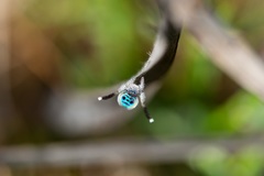 Maratus speciosus