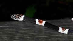 Rhinobothryum lentiginosum