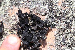 Xanthoparmelia hottentotta