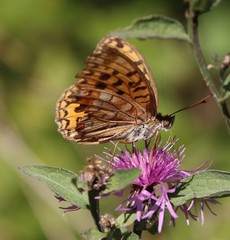 Argynnis adippe